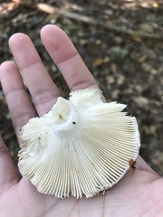 Russula ionochlora