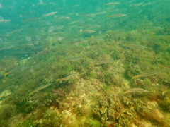 Dinolestes lewini