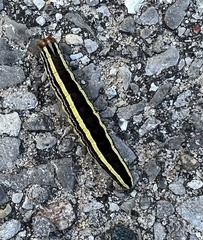 Trichordestra legitima