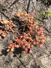 Crassula decumbens