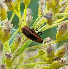Microrhopala vittata