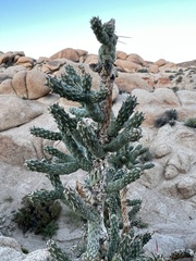 Cylindropuntia ramosissima