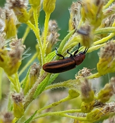 Microrhopala vittata