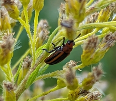 Microrhopala vittata