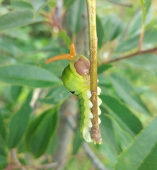 Papilio multicaudata