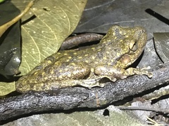 Scinax fuscovarius