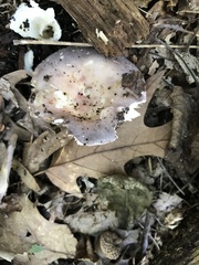 Russula ionochlora