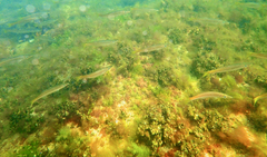 Dinolestes lewini