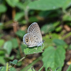 Hemiargus ceraunus astenidas