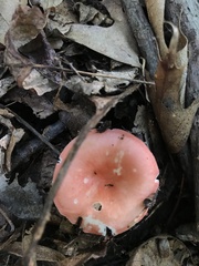 Russula fragilis