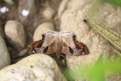 Odontoptilum angulata