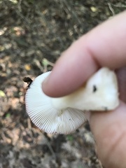 Russula fragilis