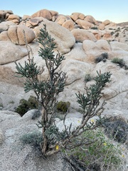 Cylindropuntia ramosissima