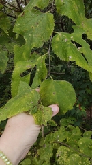Celtis occidentalis