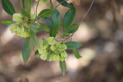 Dodonaea polyandra