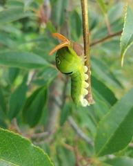 Papilio multicaudata