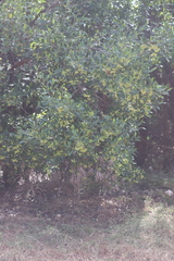 Dodonaea polyandra