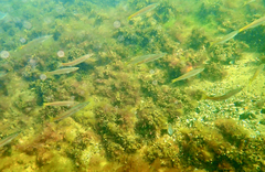 Dinolestes lewini