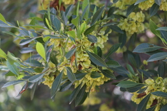 Dodonaea polyandra