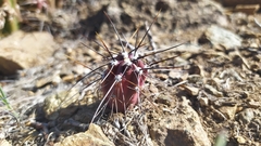 Austrocactus spiniflorus