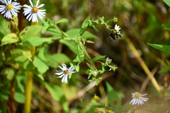 Symphyotrichum puniceum