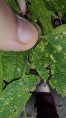 Celtis occidentalis