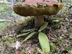 Aureoboletus mirabilis