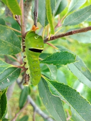 Papilio multicaudata
