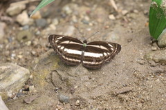 Neptis nata