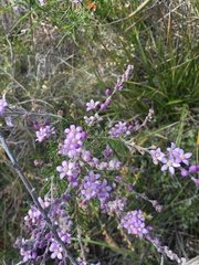 Philotheca spicata