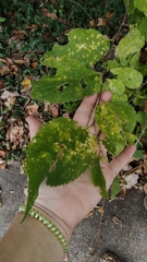 Celtis occidentalis