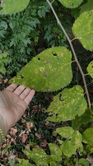 Celtis occidentalis