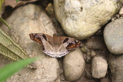 Odontoptilum angulata