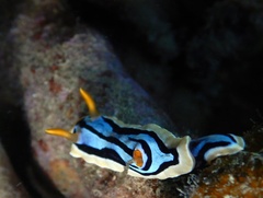 Chromodoris