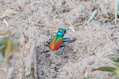 Cicindela scutellaris