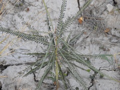 Parkinsonia aculeata