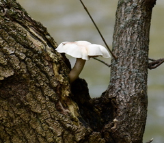 Hypsizygus