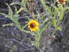 Helianthus laciniatus