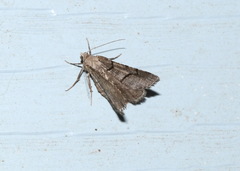 Digrammia continuata