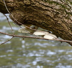 Hypsizygus