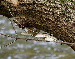 Hypsizygus