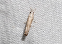 Parapediasia decorellus