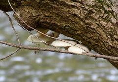 Hypsizygus