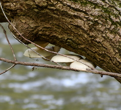 Hypsizygus