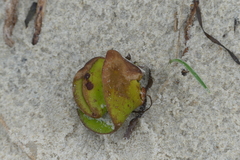 Avicennia marina