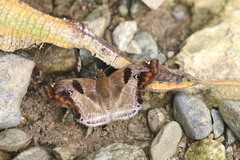 Odontoptilum angulata