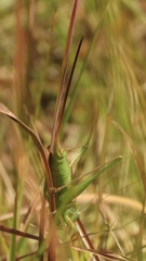 Conocephalus strictus