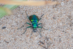 Cicindela scutellaris
