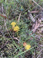 Isopogon ceratophyllus