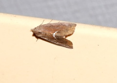 Hypsoropha hormos